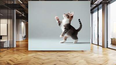 Playful tabby kitten standing on its hind legs with one paw raised, looking upwards in curious and playful pose against simple light background Wall mural