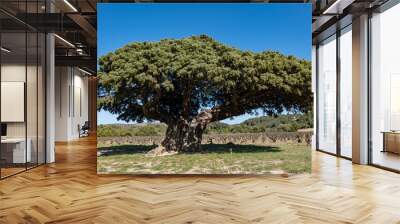 tree in the field, old cade juniper, eastern pyrenees Wall mural