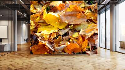 two dry leaves lying on the dry leaves Wall mural