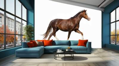 Cute miniature horse over a white background Wall mural