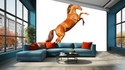 horse isolated Wall mural