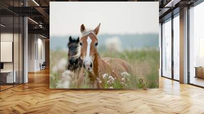 horses in field Wall mural