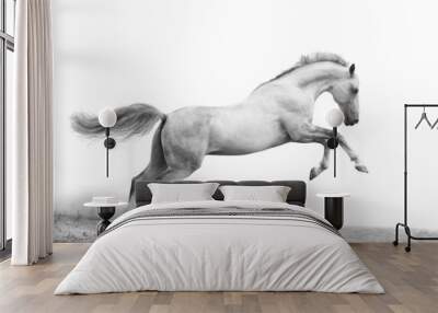 silver-white stallion on black Wall mural