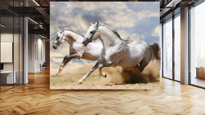 two stallions in dust Wall mural