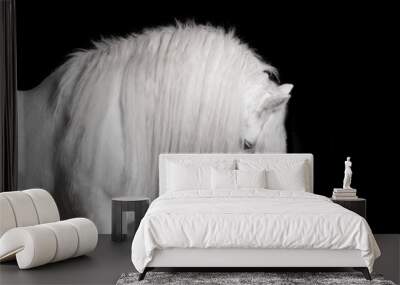 white horse studio shot Wall mural