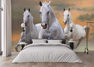 white horses in dust Wall mural