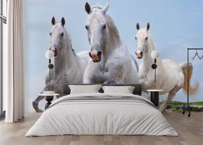 white horses in dust Wall mural