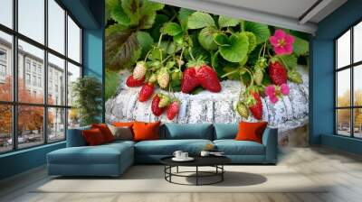 Strawberry plant in the vintage pot Wall mural