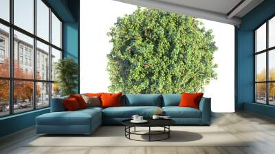 Green foliage of a fruit tree on a white background. The round shape of the apple tree on top. 3D rendering for landscape garden design. Wall mural