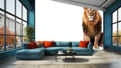 a lion sitting on a white background Wall mural