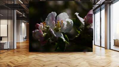 apple blossoms in spring on white background Wall mural