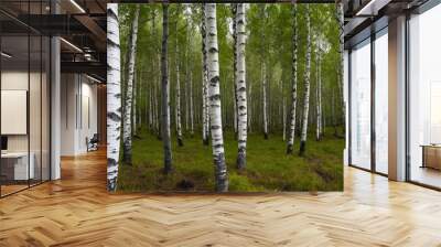 Beautiful forest full of birches Wall mural