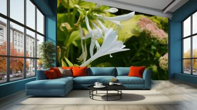 Bloomed flower of Fragrant plantain lily (Hosta plantaginea) garden plant Wall mural