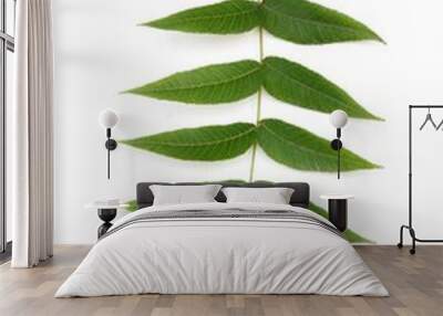 green leaf of black walnut tree Juglans nigra Wall mural