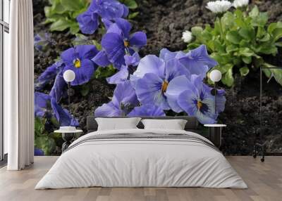 pretty lila flowers of pansy plant in the garden Wall mural