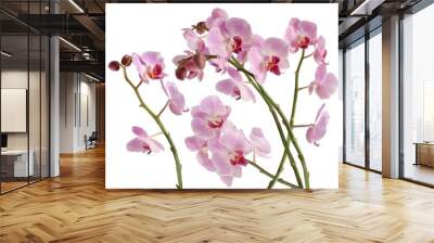 pretty orchid Phalaenopsis close up Wall mural