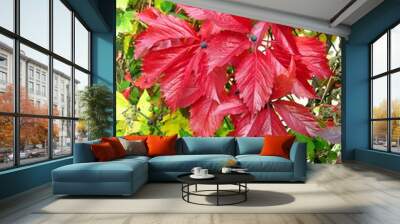 red and green colours of autumn Wall mural