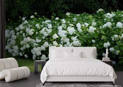 white hydrangea bush in a garden scenic Wall mural