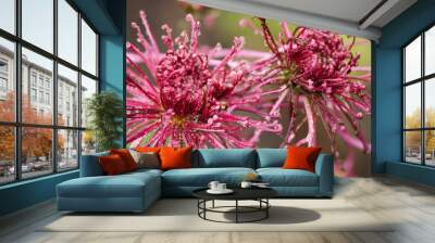 Chrysanthemums in Bloom Wall mural