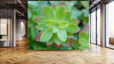 Closeup of a green aeonium flower plant with some pink or purple leaves Wall mural