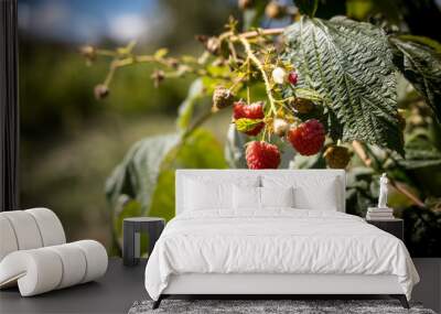 organic raspberry plant, suitable for direct consumption from the plant Wall mural