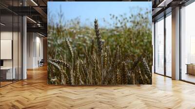 Golden ears of wheat on the field Wall mural