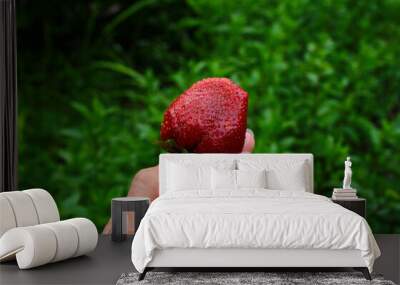 Harvesting of fresh ripe big red strawberry fruit in Dutch greenhouse Wall mural