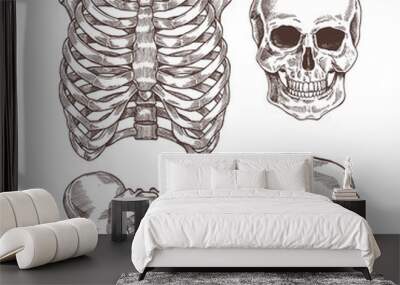 Human skeleton engraved set. Rib cage, skull. Vector illustration Wall mural