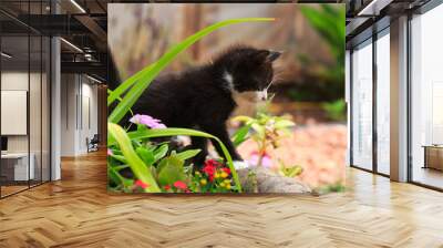 Black kitten playing in a flower garden Wall mural