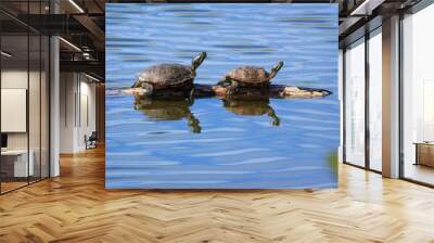 Two red-eared slider turtles bask on a log in a pond in Arizona Wall mural