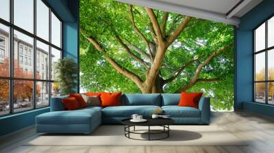 Tree seen from below, trunk and branches, rich foliage with an intense green colour. Wall mural