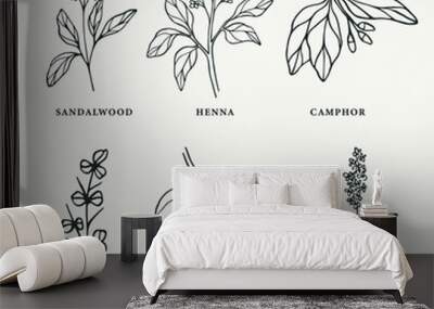 Line art medicinal and essential oil plants set Wall mural