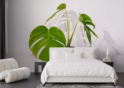 Monstera delicacy in a black pot on a white background. A large vine. It is the most common species of this genus. A poisonous plant. Wall mural