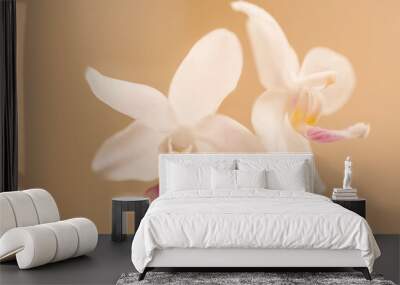 Phalaenopsis Four Rainbows Wall mural