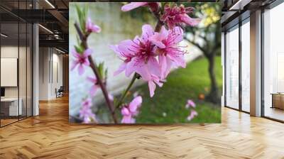 pink flowers in the garden Wall mural