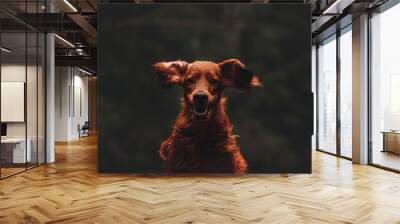 portrait of a irish setter Wall mural