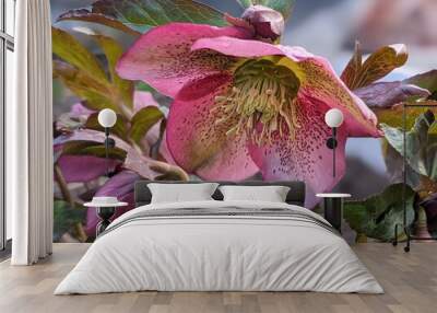 purple hellebore flower in the garden Wall mural