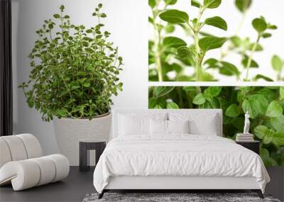 Collage oregano plant with green leaves growing on white background isolated Wall mural