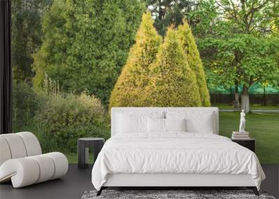 Thuja bush yellow on a green meadow. Thuja occidentalis Golden Smaragd Wall mural