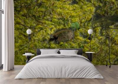 Turtle in Pond Wall mural