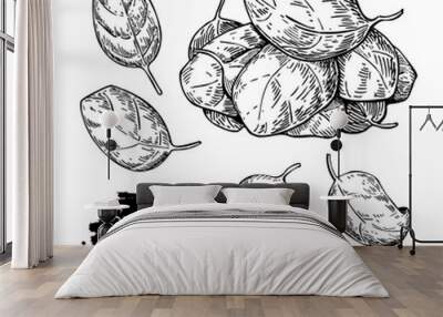 spinach leaves hand drawn vector set. isolated spinach leaves dr Wall mural