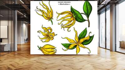 Ylang ylang vector drawing. Isolated vintage illustration of medical flower. Wall mural