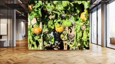 Tomatoes harvest at home Wall mural