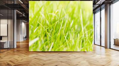 Fresh green grass macro background Wall mural