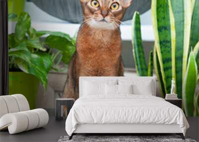 Abyssinian cat sits in a home flower garden and looks at the camera, vertical Wall mural