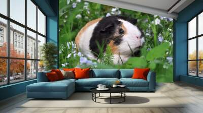 Cute guinea pig of white ,black and orange colors  sits in green grass with light blue forget-me-not flowers .Close up photo outdoors. Wall mural