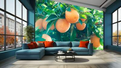 Tree with ripe fruits of oranges in the sun Wall mural