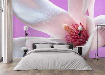 Wet blooming fresh magnolia close up. Spring flower macro abstract Wall mural