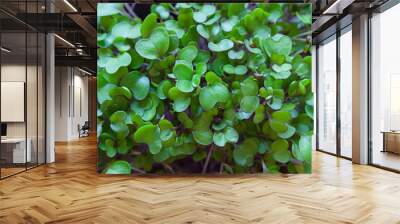 Young sprouts of organic kohlrabi cabbage close up. Micro greens concept macro Wall mural