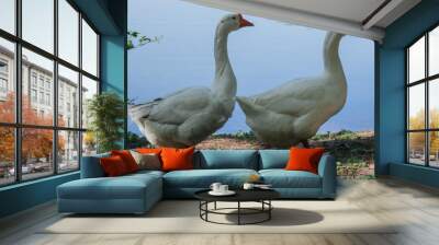 goose on green background Wall mural